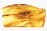 Detailed Fossil Planthopper (Fulgoroidea) In Baltic Amber #307376-1